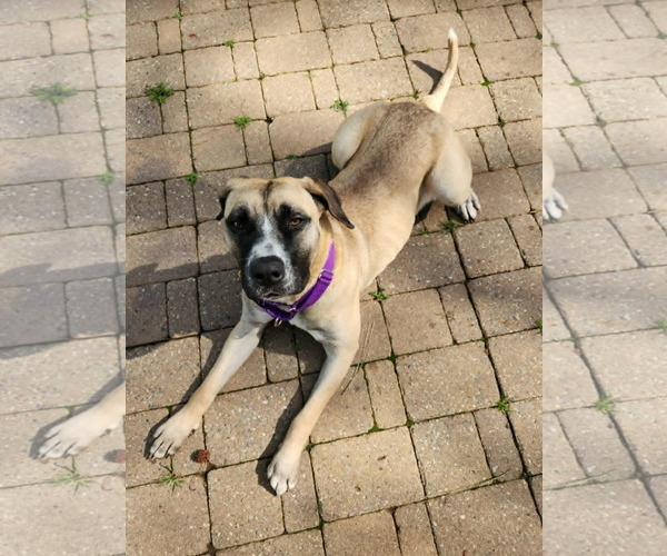 Medium Photo #2 Mastiff-Unknown Mix Puppy For Sale in Holly Springs, NC, USA