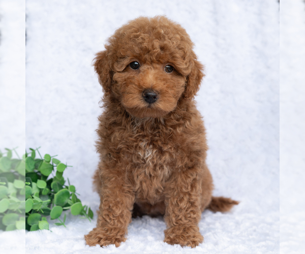 Medium Photo #3 Poodle (Miniature) Puppy For Sale in DORNSIFE, PA, USA