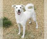 Small #2 Siberian Husky Mix