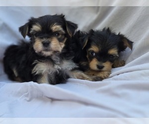 Yorkshire Terrier Puppy for sale in CORNERSVILLE, TN, USA