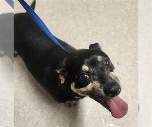 Chihuahua Dogs for adoption in Bakersfield, CA, USA