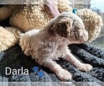 Small #12 Goldendoodle (Miniature)