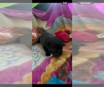 Small #5 Pug