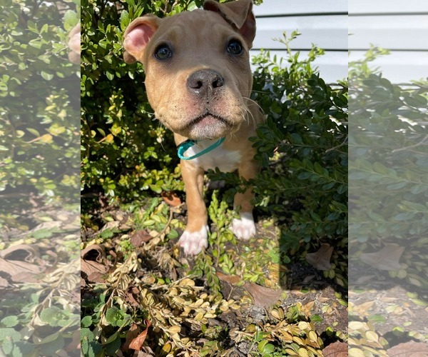 Medium Photo #10 Mutt Puppy For Sale in Derwood, MD, USA