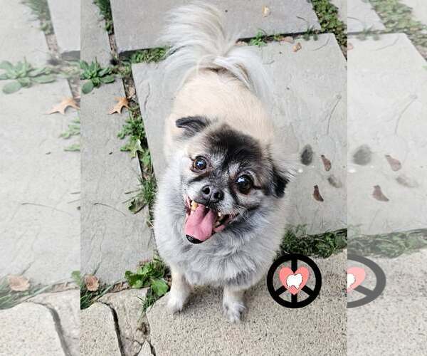Medium Photo #2 Pom-A-Pug Puppy For Sale in Lebanon, PA, USA