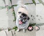 Small Photo #2 Pom-A-Pug Puppy For Sale in Lebanon, PA, USA