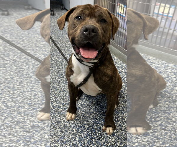 Medium Photo #2 American Pit Bull Terrier-Unknown Mix Puppy For Sale in Jackson , NJ, USA