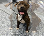 Small #1 American Pit Bull Terrier Mix