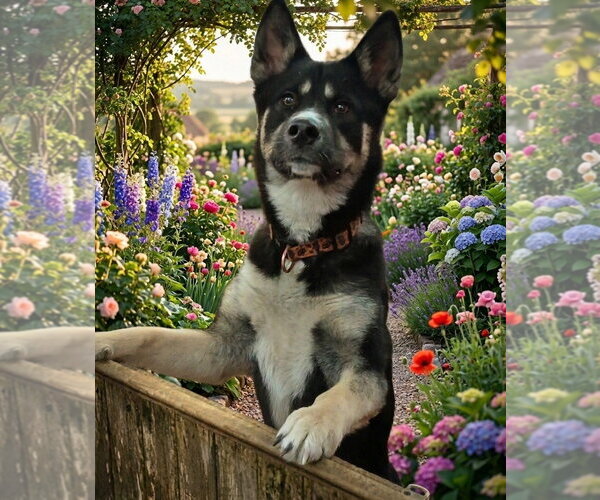 Medium Photo #1 Gerberian Shepsky Puppy For Sale in Martinsburg, WV, USA