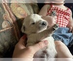 Small Photo #5 Golden Retriever Puppy For Sale in DE BEQUE, CO, USA
