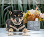 Puppy Cyrus Shiba Inu