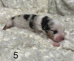 Small Photo #4 Australian Shepherd Puppy For Sale in TONASKET, WA, USA