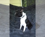 Small #3 Boston Terrier