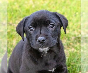 Sheprador Dogs for adoption in Laramie, WY, USA