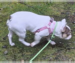 Small Photo #6 French Bulldog Puppy For Sale in Olalla, WA, USA
