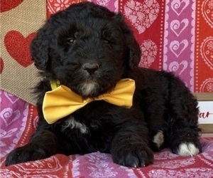 Goldendoodle Puppy for sale in LANCASTER, PA, USA