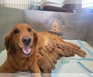 Mother of the Golden Retriever puppies born on 04/20/2024