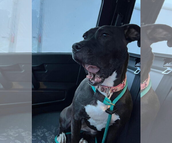 Medium Photo #15 American Pit Bull Terrier-Unknown Mix Puppy For Sale in Germantown, OH, USA