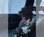 Small #14 American Pit Bull Terrier Mix