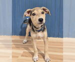 Small #5 Chihuahua Mix