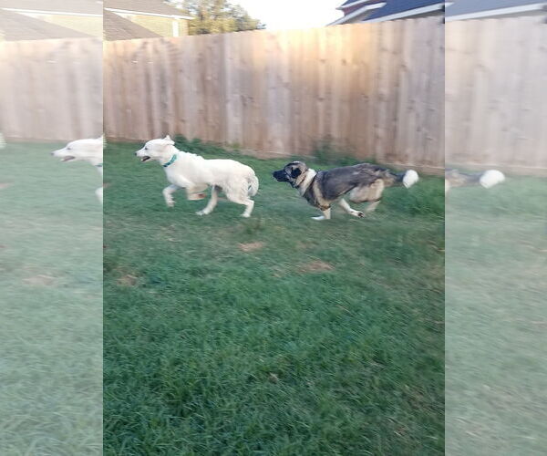 Medium Photo #3 Great Pyrenees Puppy For Sale in Houston, TX, USA