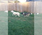 Small #2 Great Pyrenees