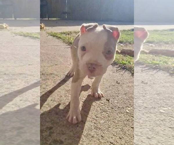 Medium Photo #1 American Pit Bull Terrier-Unknown Mix Puppy For Sale in Minneapolis, MN, USA