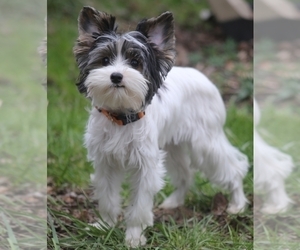 Biewer Terrier Puppy for sale in PORTLAND, OR, USA
