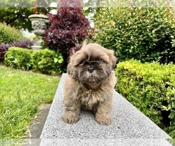 Medium Photo #27 Shih Tzu Puppy For Sale in HAYWARD, CA, USA