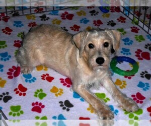 Schnoodle (Miniature) Puppy for sale in ORO VALLEY, AZ, USA