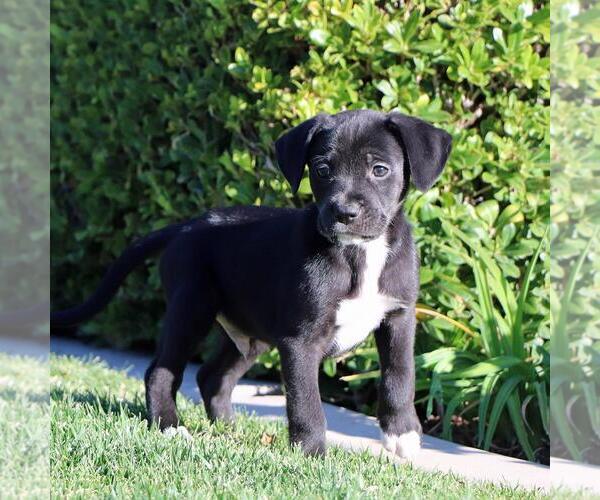 Medium Photo #2 Labrador Retriever-Unknown Mix Puppy For Sale in San Diego, CA, USA