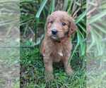 Small Goldendoodle