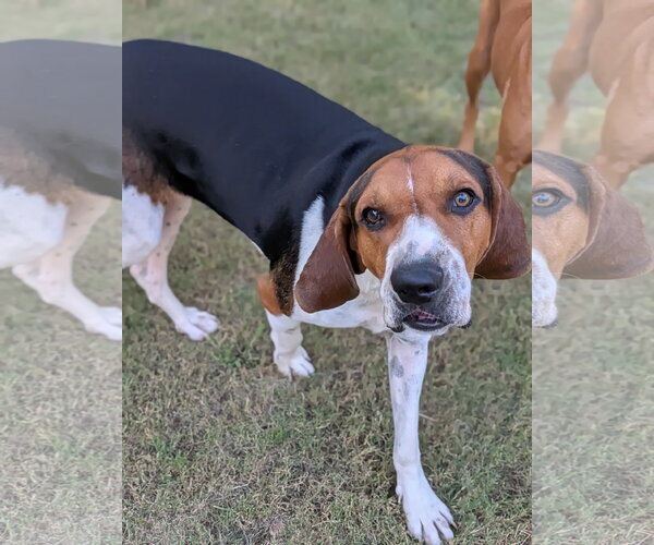 Medium Photo #3 Treeing Walker Coonhound Puppy For Sale in Green Forest, AR, USA