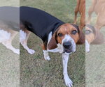 Small #2 Treeing Walker Coonhound