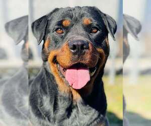 Rottweiler Dogs for adoption in Hillsboro, NH, USA