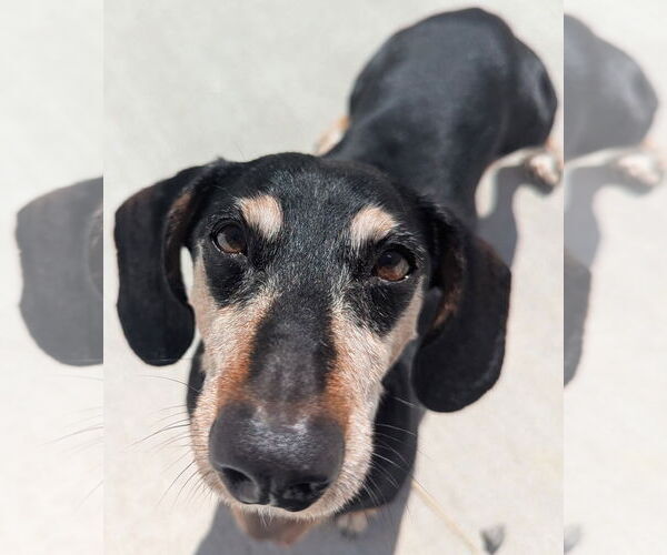 Medium Photo #1 Dachshund Puppy For Sale in Shelbyville, TN, USA