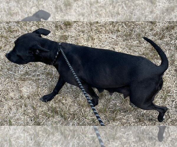 Medium Photo #2 Mutt Puppy For Sale in Tarboro, NC, USA