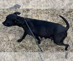 Small #1 Mutt
