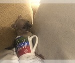 Small Photo #23 French Bulldog Puppy For Sale in NAPLES, FL, USA