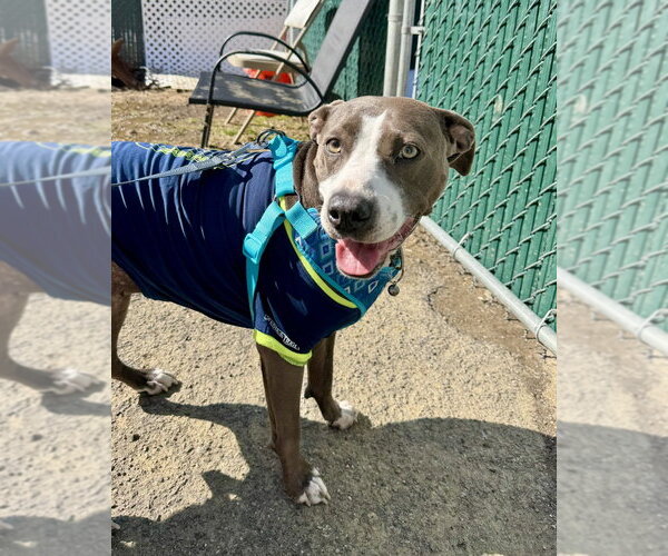 Medium Photo #6 Labrador Retriever-Unknown Mix Puppy For Sale in Brewster, NY, USA