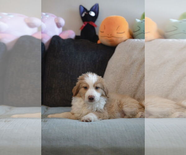 Medium Photo #2 Collie-Unknown Mix Puppy For Sale in Sandy, UT, USA