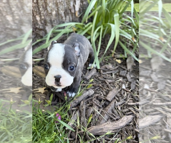 Medium Photo #1 Boston Terrier Puppy For Sale in FREDONIA, KS, USA