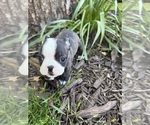 Small Boston Terrier