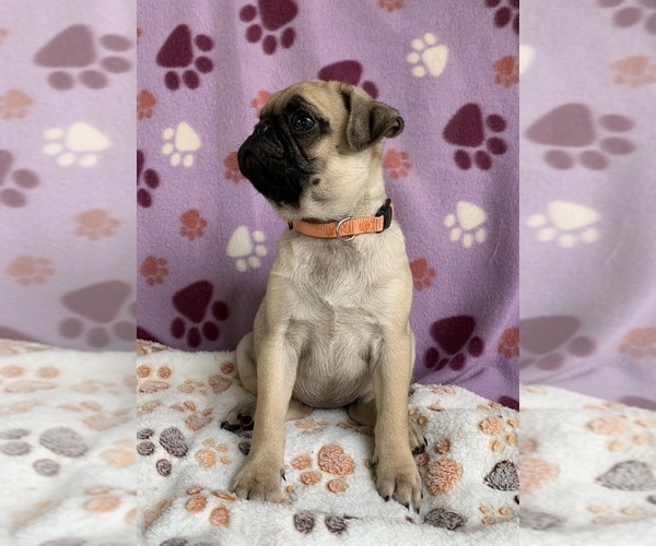 Medium Photo #6 Pug Puppy For Sale in CHATTANOOGA, TN, USA