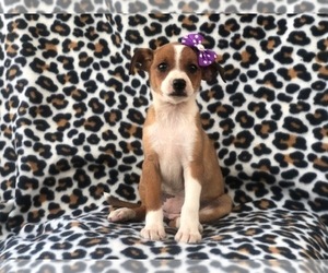 Australian Cattle Dog-Shetland Sheepdog Mix Puppy for sale in LAKELAND, FL, USA
