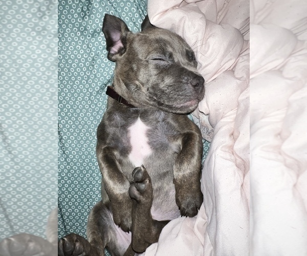 Full screen Photo #3 Cane Corso Puppy For Sale in TROY, NY, USA