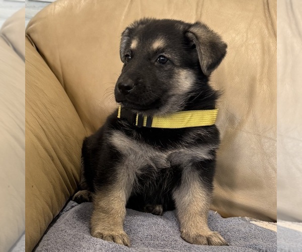 Medium Photo #1 German Shepherd Dog Puppy For Sale in BRIGHTON, CO, USA