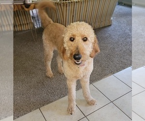 Goldendoodle Puppy for sale in SPRINGFIELD, MO, USA