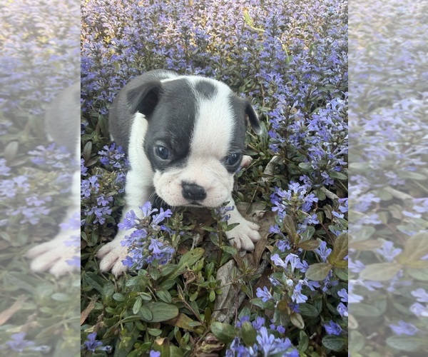 Medium Photo #8 Boston Terrier Puppy For Sale in FREDONIA, KS, USA