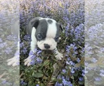 Small #7 Boston Terrier
